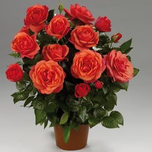 Oranžna - Mini - pritlikave vrtnice   